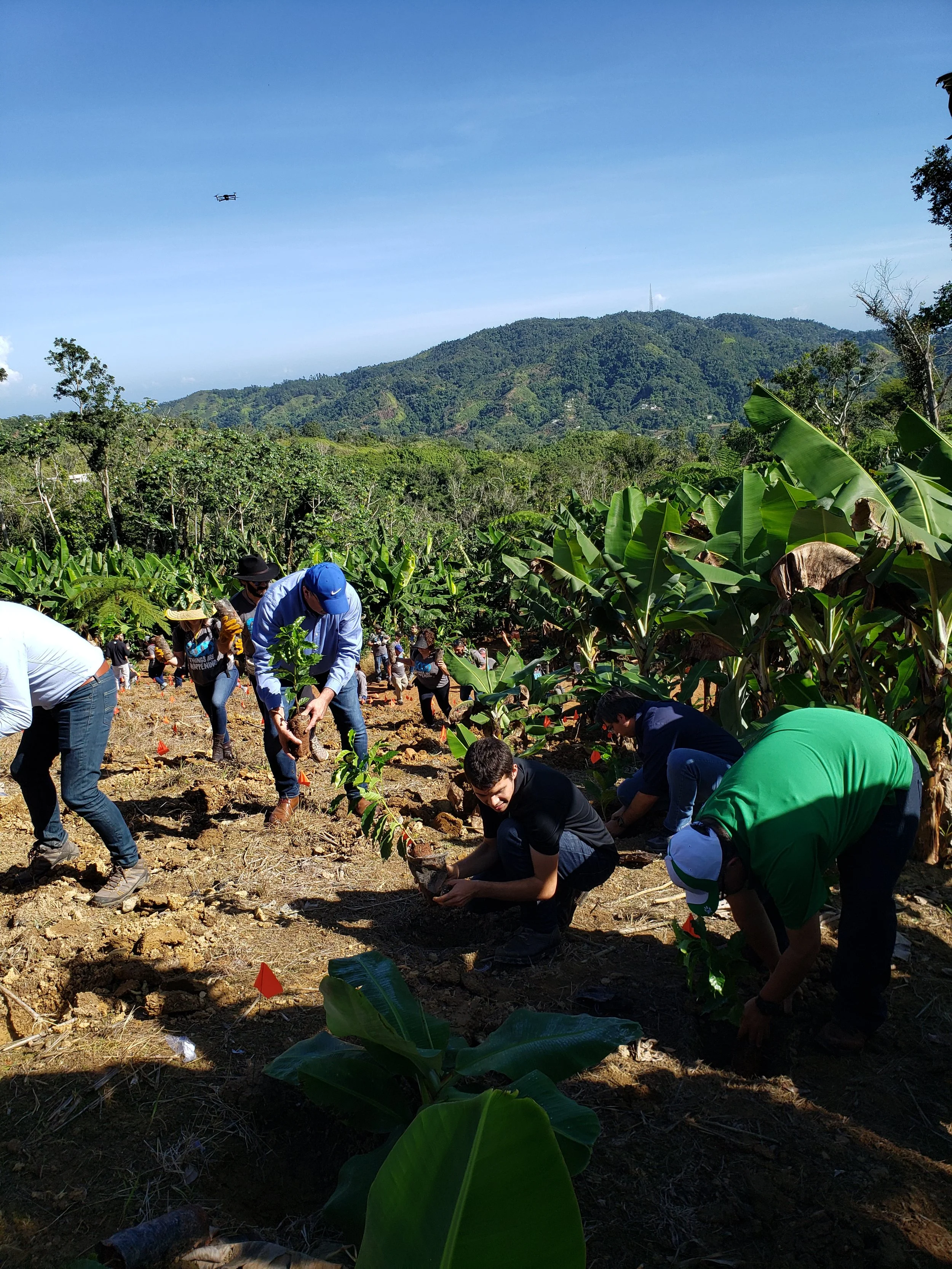 Puerto Rico’s Agriculture Sector: A Guide for Developing an Industry Transformation Map