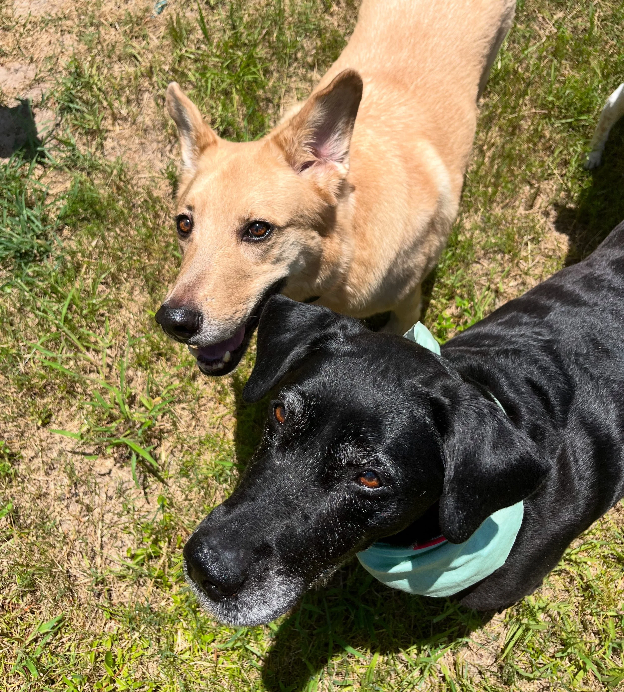 Two dogs, one tan and one black, are lying on grass and sniffing each other's faces.