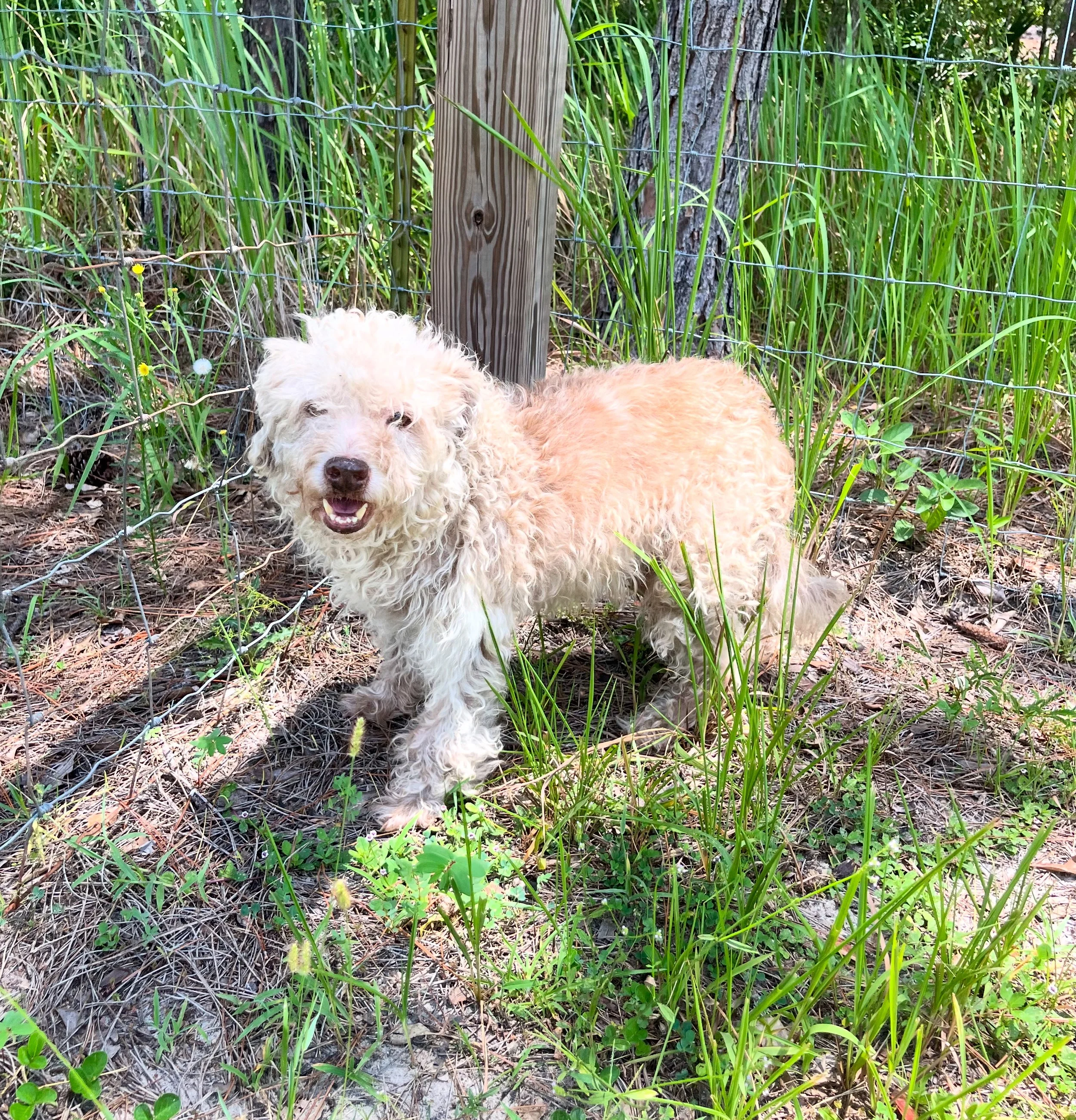 A fluffy, cream-colored dog standing near a wooden fence and tall green grass in a natural outdoor setting.