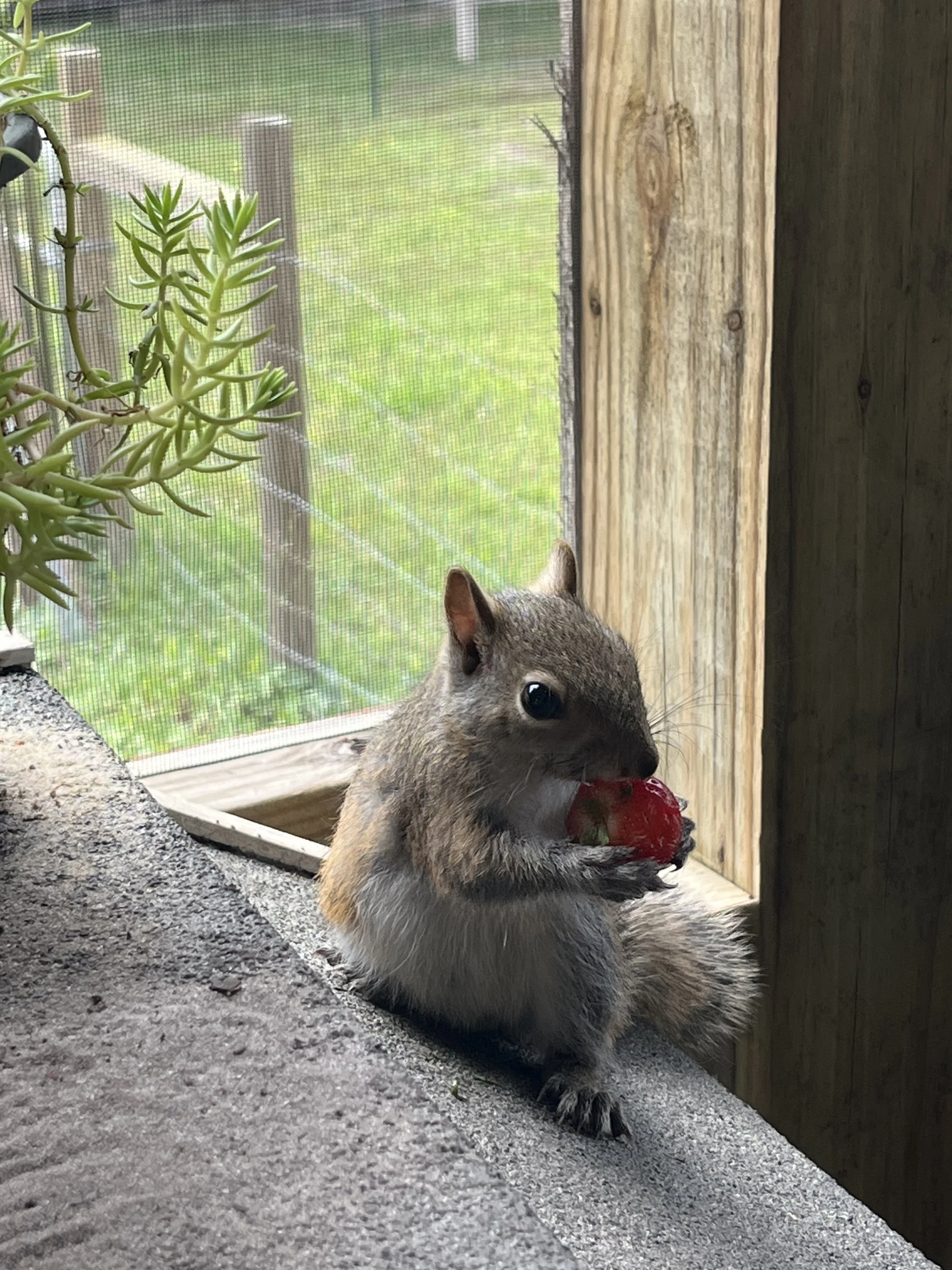 A squirrel sitting outside of a wooden structure, eating a red berry or fruit.