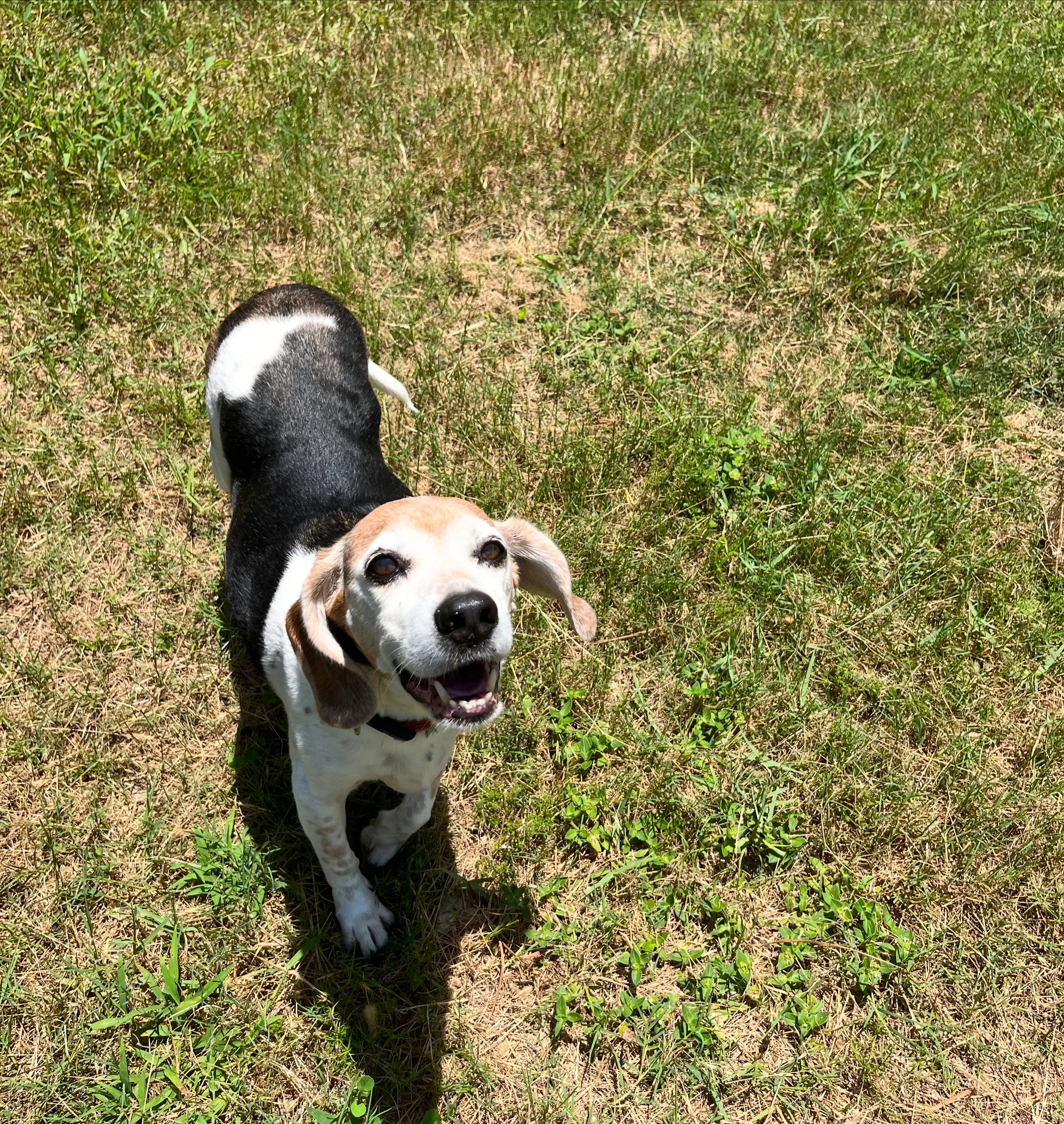 A beagle dog standing on a grassy field, looking up with a happy expression.