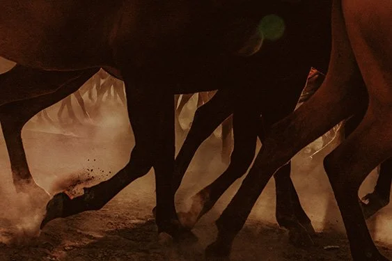 Wild Horses Szanella2.jpg