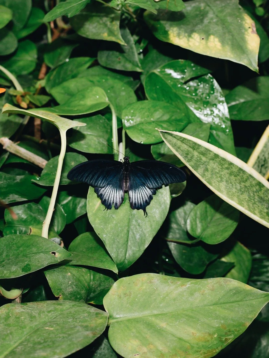 Eduard Zimmer- Feb 26