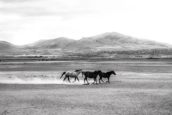 Wild Horses Szanella3.jpg