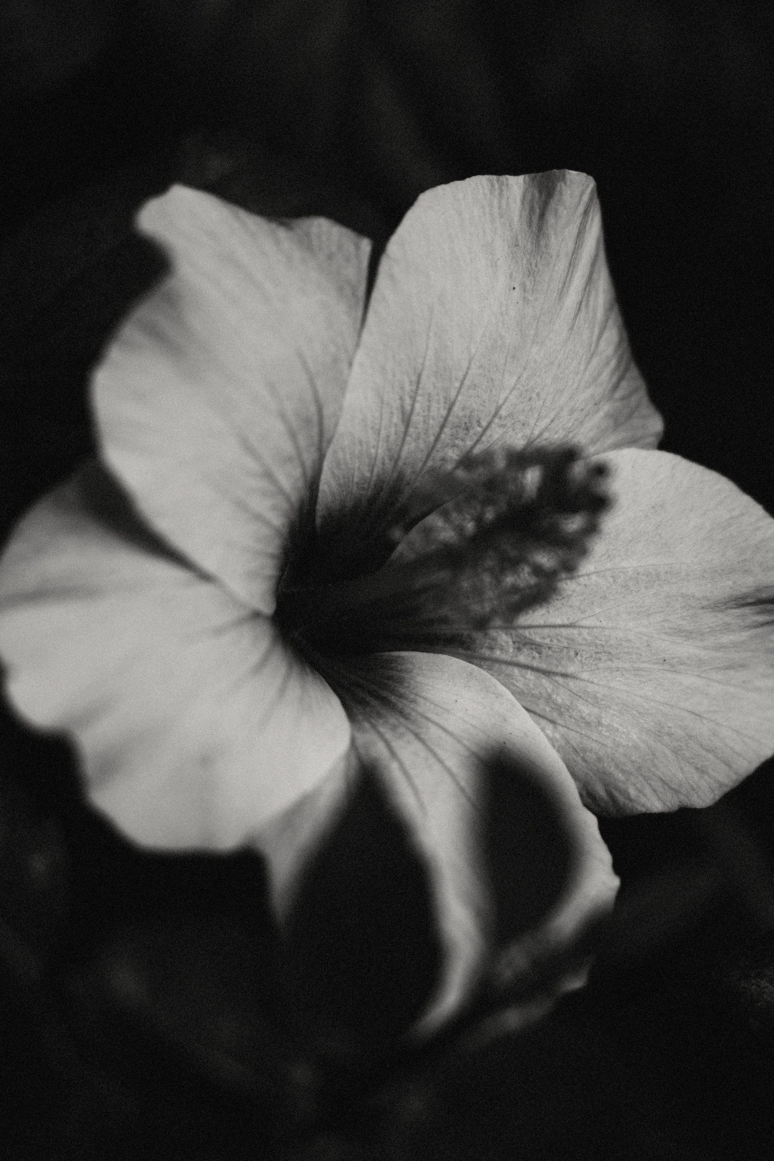 Ivana Varesko - agust 25