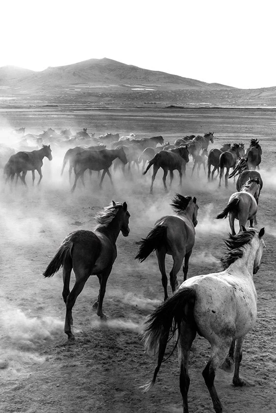 Wild Horses Szanella5.jpg