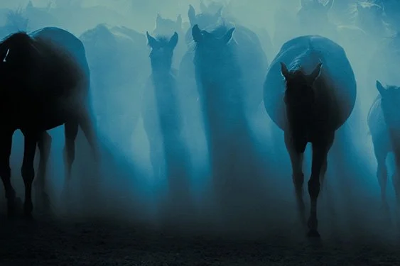 Wild Horses Szanella6.jpg