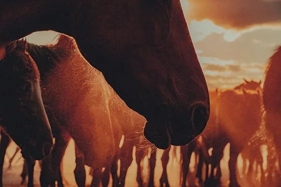 Wild Horses Szanella11.jpg