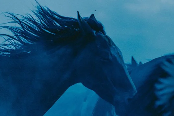 Wild Horses Szanella8.jpg