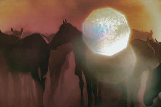 Wild Horses Szanella10.jpg