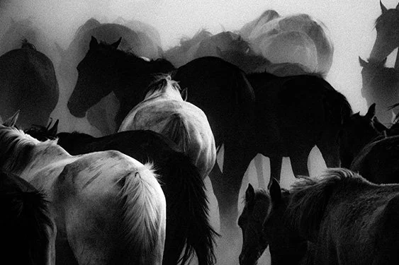 Wild Horses Szanella4.jpg