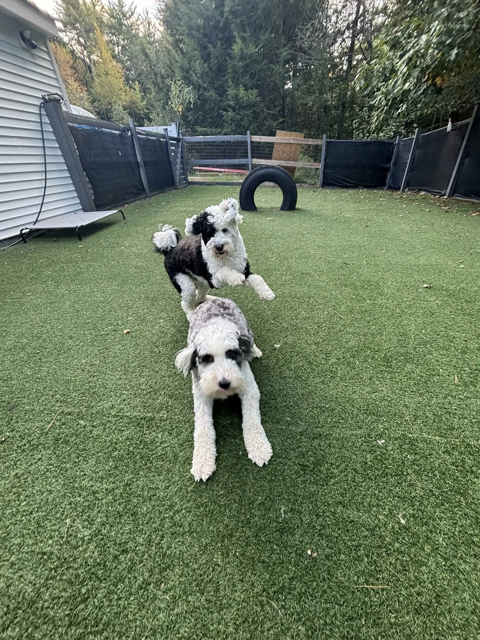 coco plus cookie.jpg