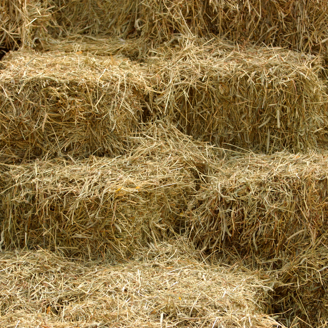 Revolution Equine Nutrition June July August 2025 - Static-2.png