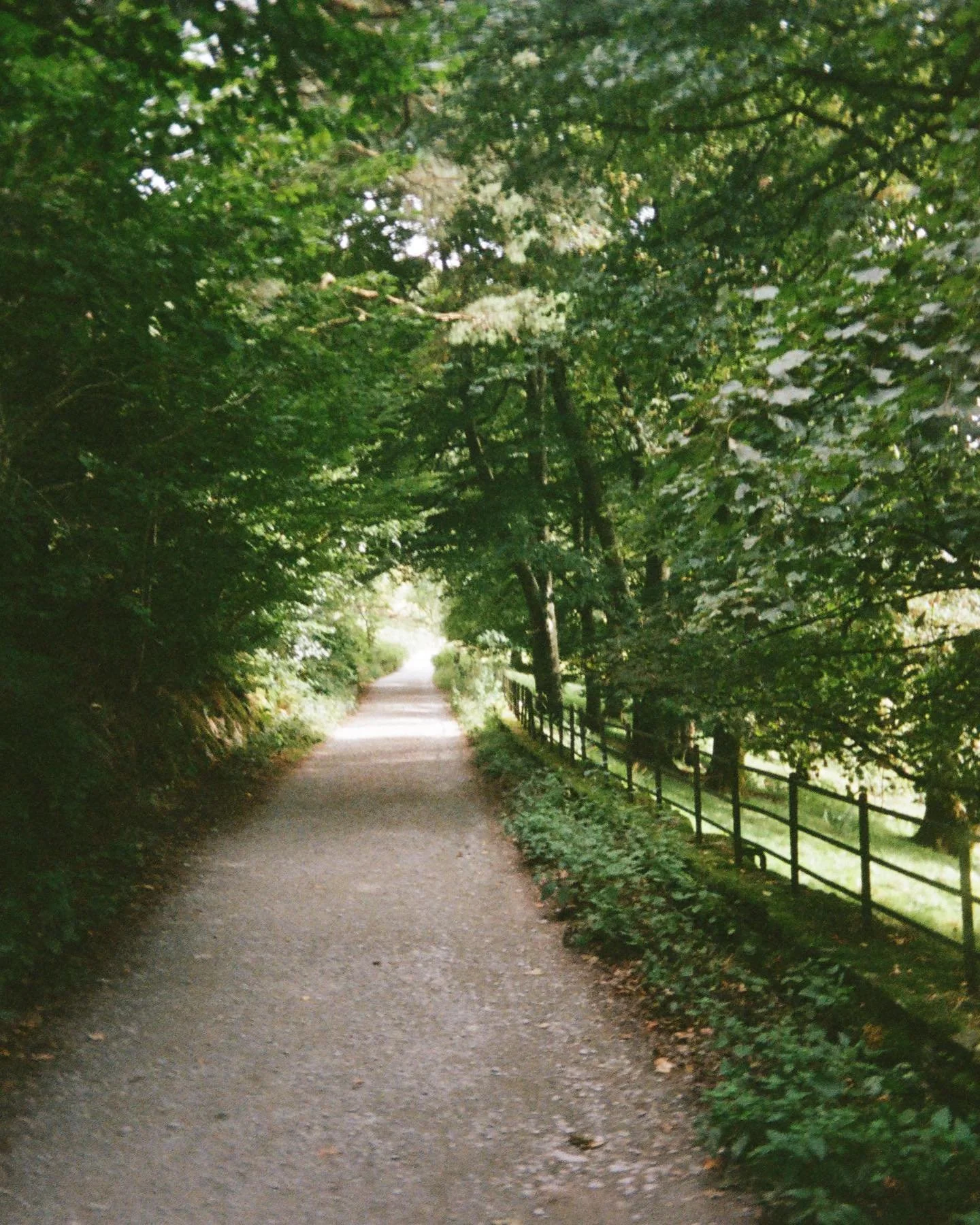 On the path •
#portra400 #kodak #ektarh35