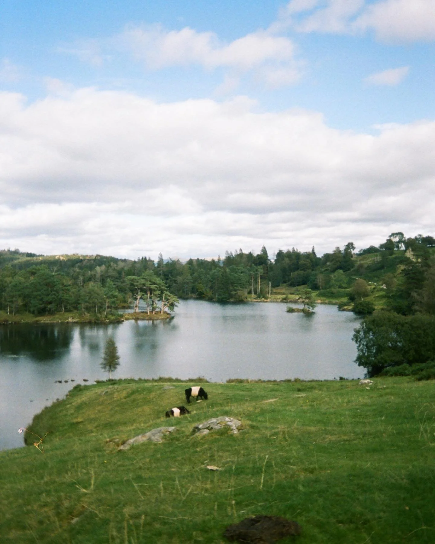 Cows by the tarn •
#portra400 #kodak #ektarh35