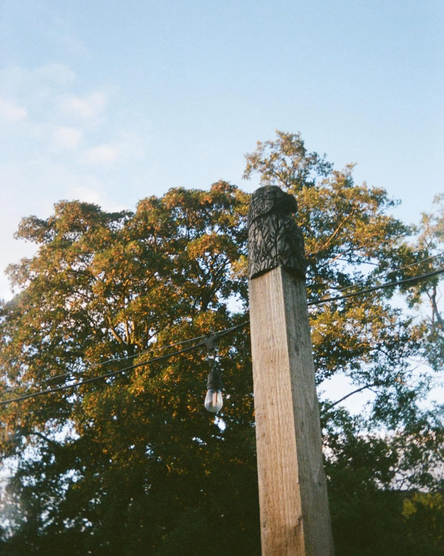 Owl carving •
#portra400 #kodak #ektarh35