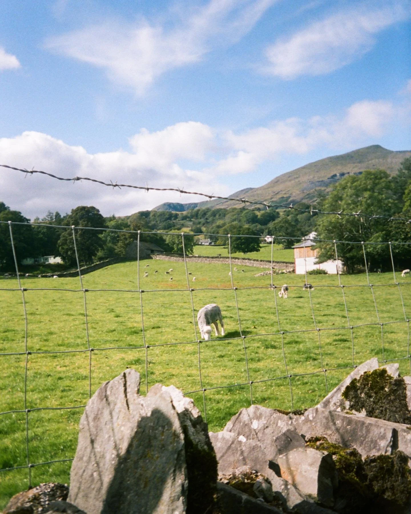 Little lamb •
#portra400 #kodak #ektarh35