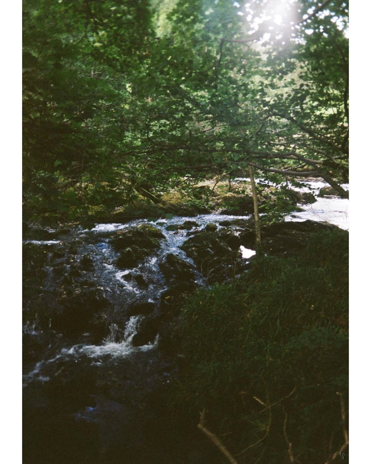 By the stream •
#portra400 #kodak #ektarh35