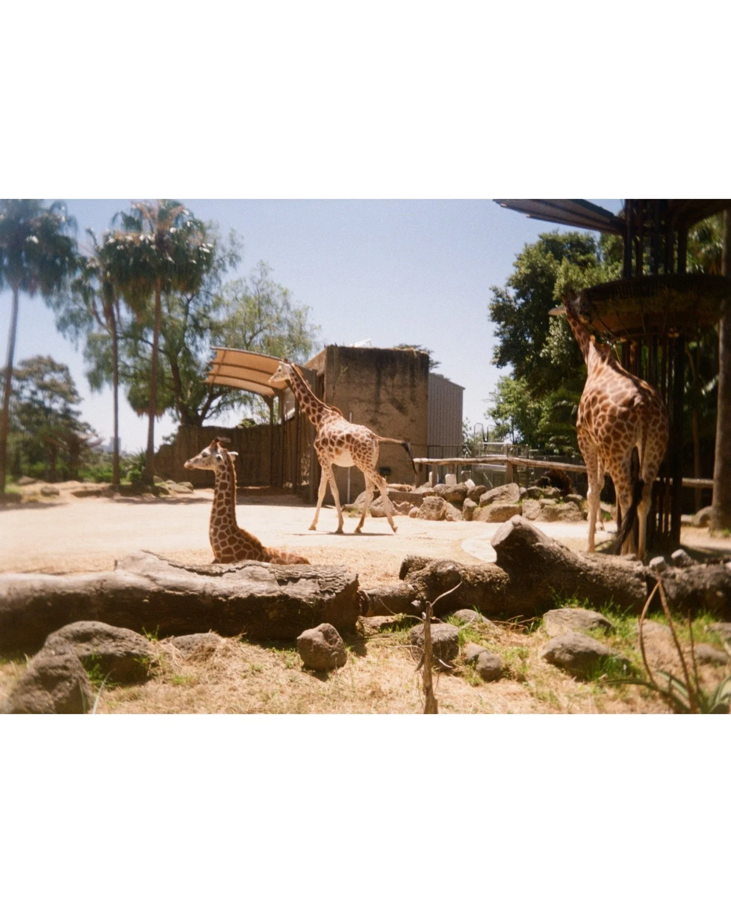 Melbourne no.29 

37&deg;47&rsquo;03.97&rdquo; S | 144&deg;57&rsquo;04.03 E

#kodakektarh35 #kodakgold400 #onfilm #analog