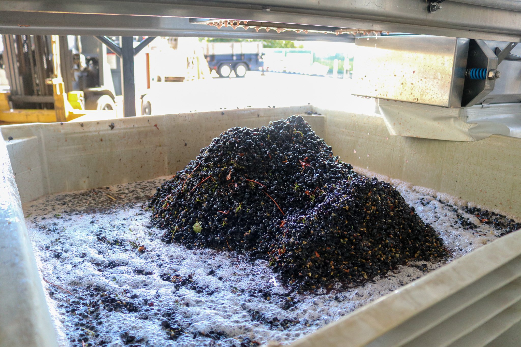 Pinot Noir grapes just run through the de-stemmer.