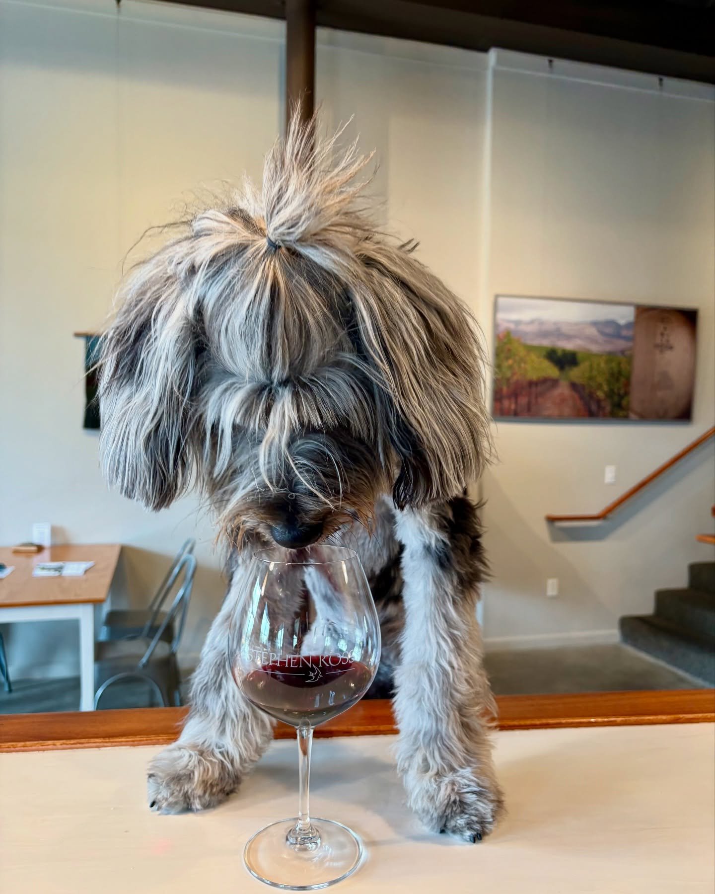 Man&rsquo;s best friend&hellip; and wine. 🍷🐶 Celebrate National BFF Day with your pup&mdash;we&rsquo;re dog-friendly and always happy to see four-legged guests in the tasting room! 

Tag your BFF in the comments down below! 👇
&bull;
&bull;
&bull;
