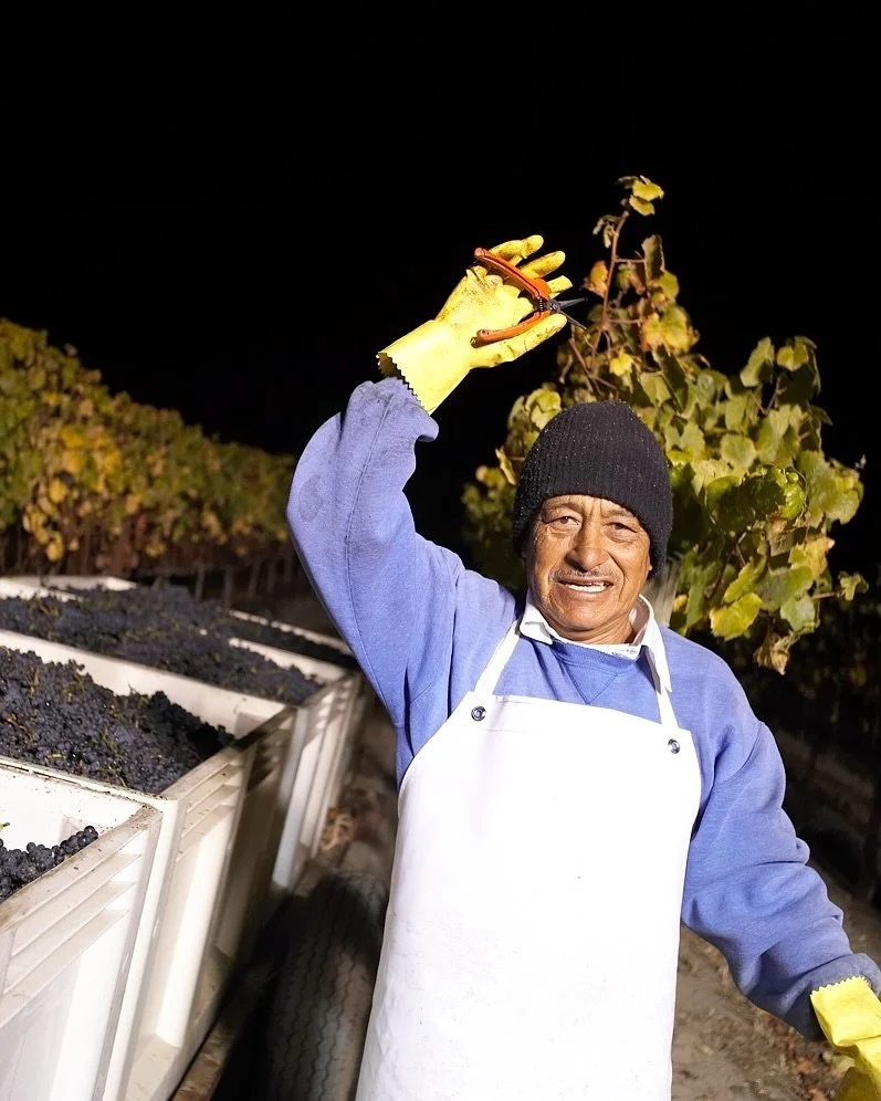 Night harvest begins under the cool hush of coastal fog, ending as first light rises over the vines. 

In our @sipcertified vineyards, these early hours keep the fruit vibrant, reduce energy use, and create safer, more comfortable conditions for our 