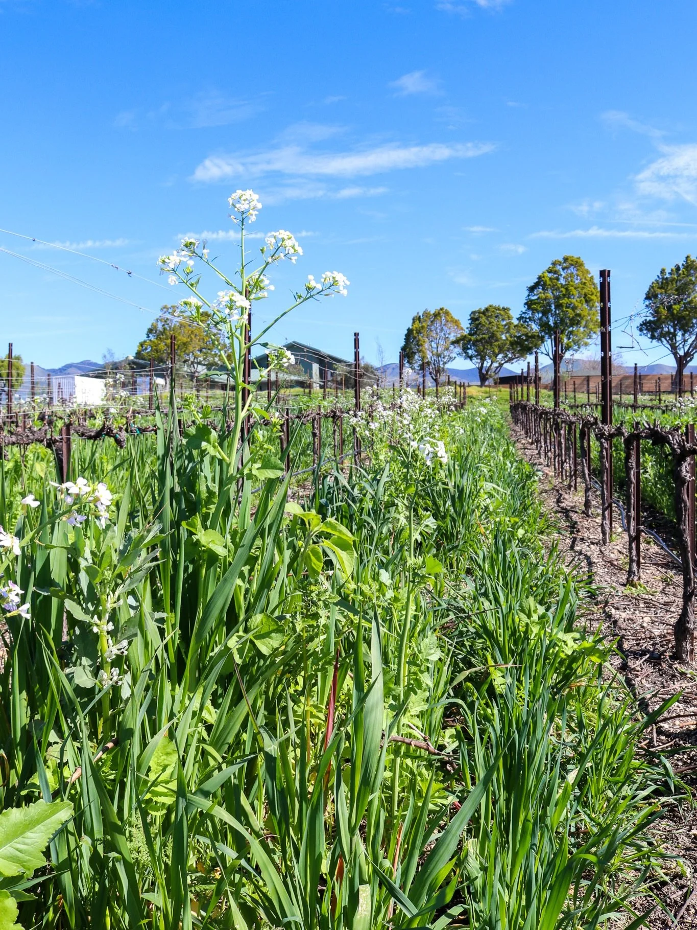 Cover crops are thriving across the Edna Valley. 

After recent winter rains dropped nearly 2 inches of rain, the hills are bright green 💚 and with this stretch of warmth, even the first vine buds are beginning to stir.
&bull;
&bull;
&bull;
#covercr
