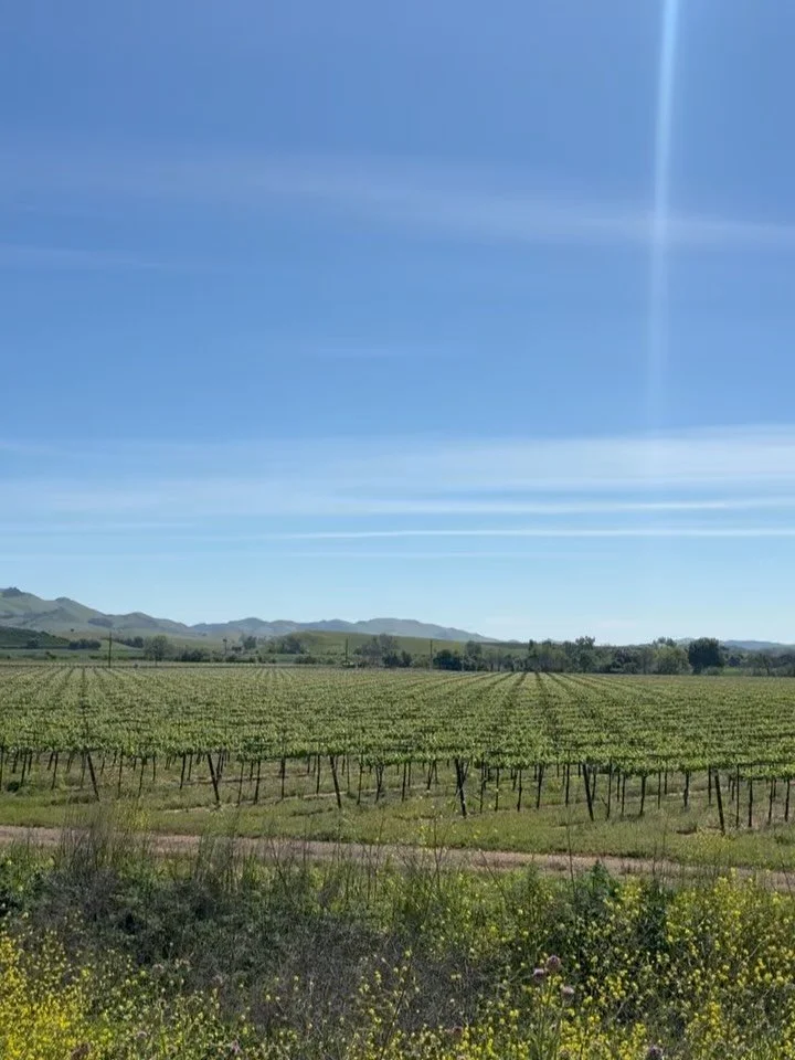 VINE UPDATE

Vines across the Edna Valley are flourishing with recent rain and warm temperatures!

Slides 2 &amp; 3: Dormant vineyard canes during early February, followed by post-pruning.

Slides 1, 4-6: By mid-March, bud break had begun with tall, 