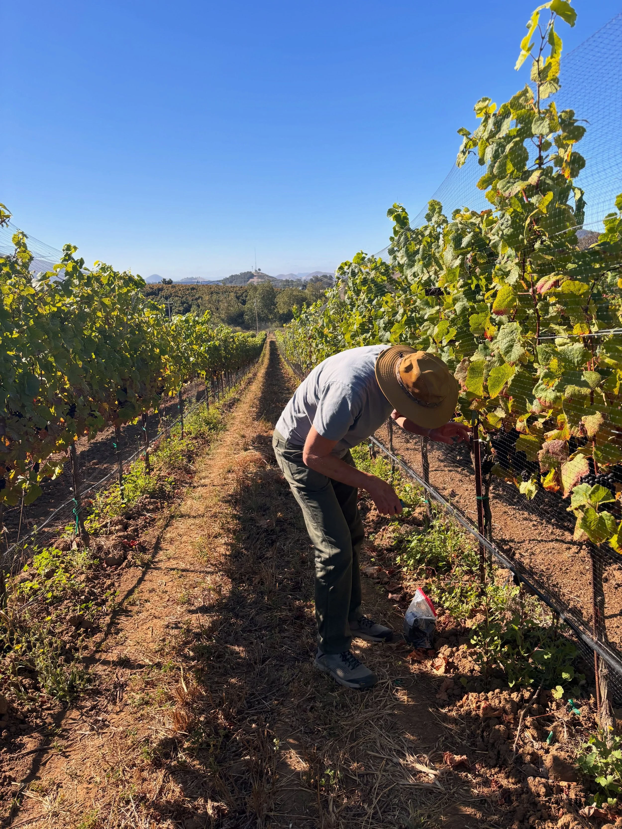 Last week, Steve was out at Trestle Vineyard collecting Pinot Noir samples. Throughout the growing season we regularly sample fruit to track its progress, monitoring sugar, acidity, and flavor development as harvest draws closer. 

It&rsquo;s one of 