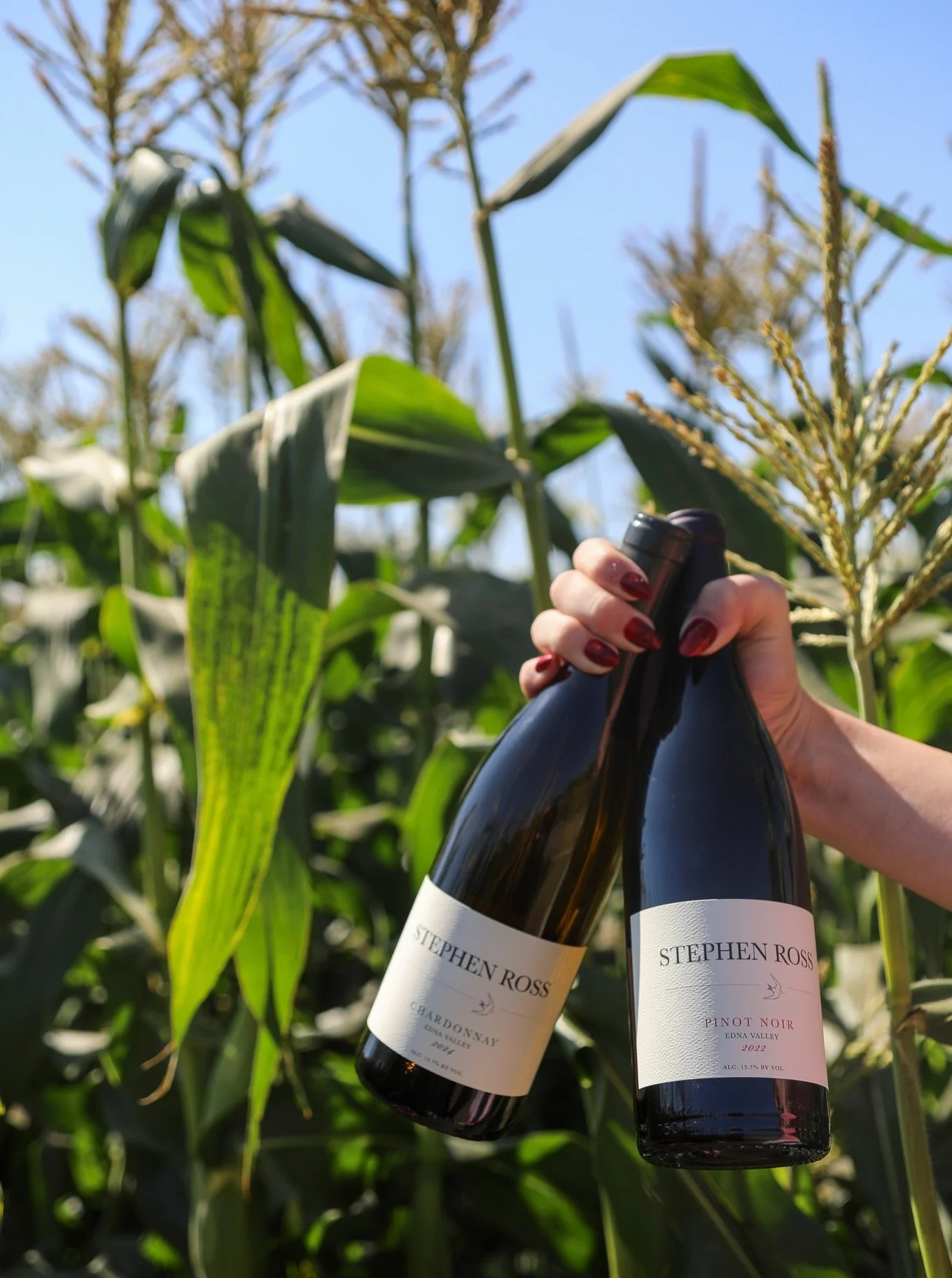 There&rsquo;s a reason Chardonnay and Pinot Noir feel right at home in Edna Valley. 

The valley&rsquo;s cool coastal climate, shaped by its proximity to the Pacific, creates a long growing season that allows these varieties to ripen slowly while hol