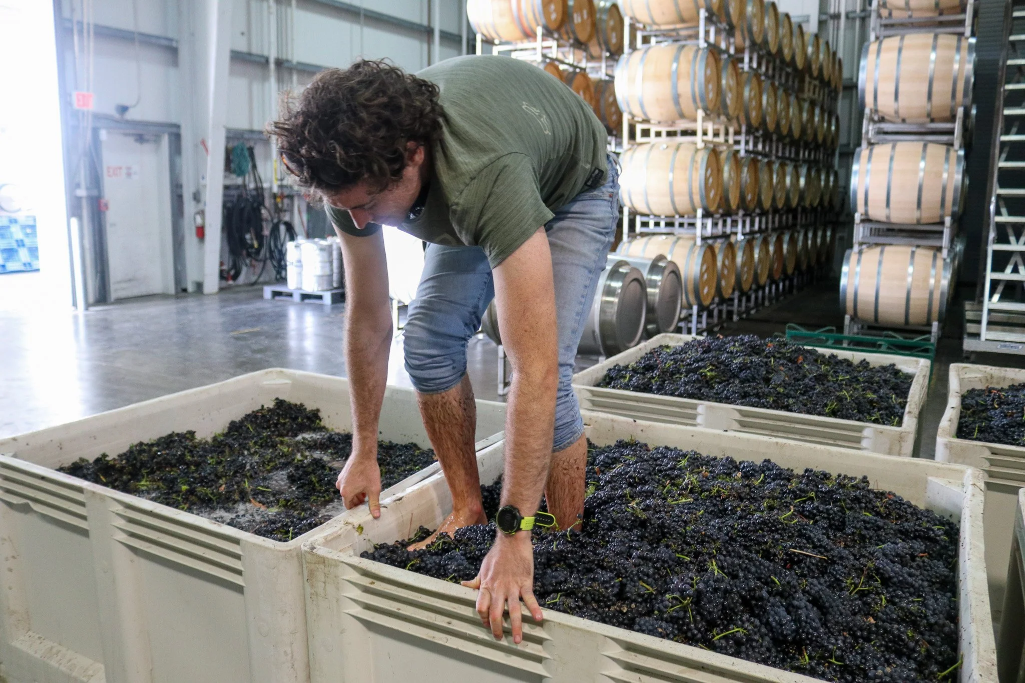 A cellar worker foot treads grapes for a gentler start to fermentation