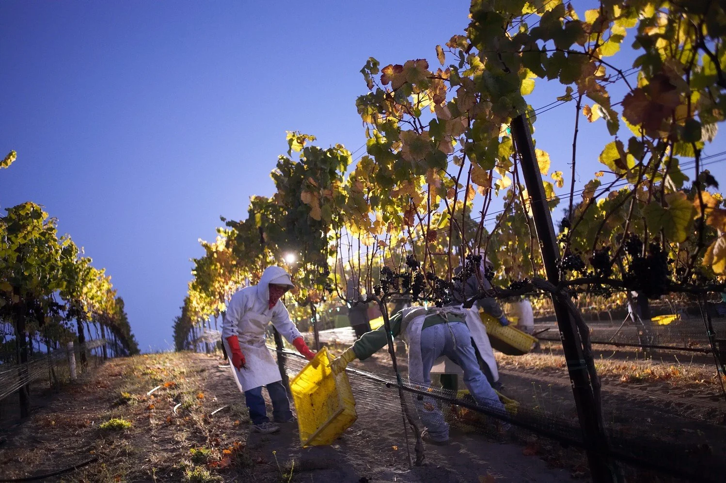 Workers harvesting grapes in the vineyard at night