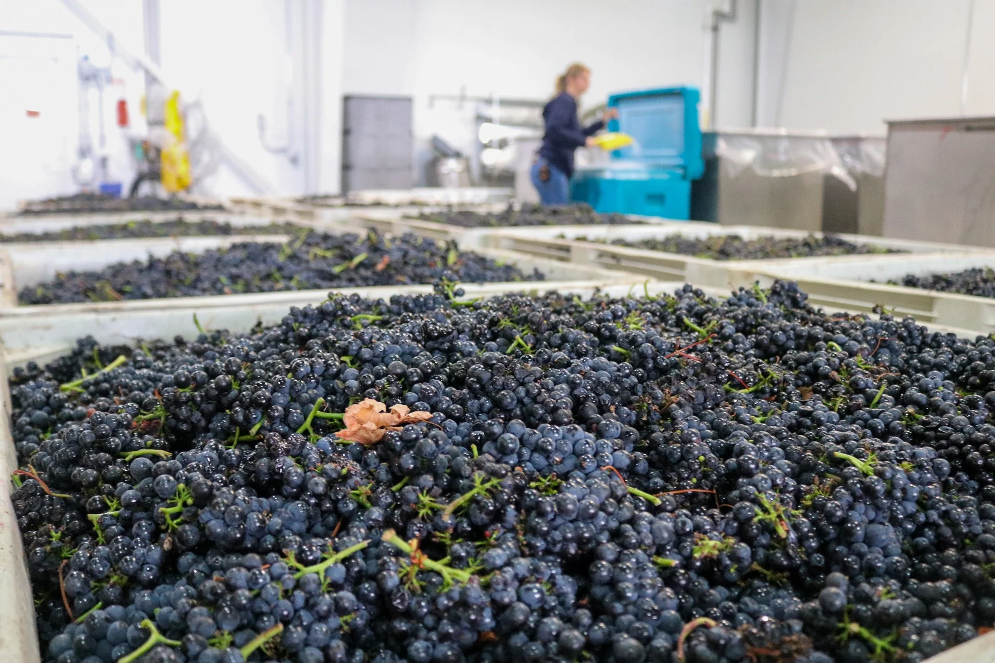 Bins of grapes sitting in a brightly lit cellar