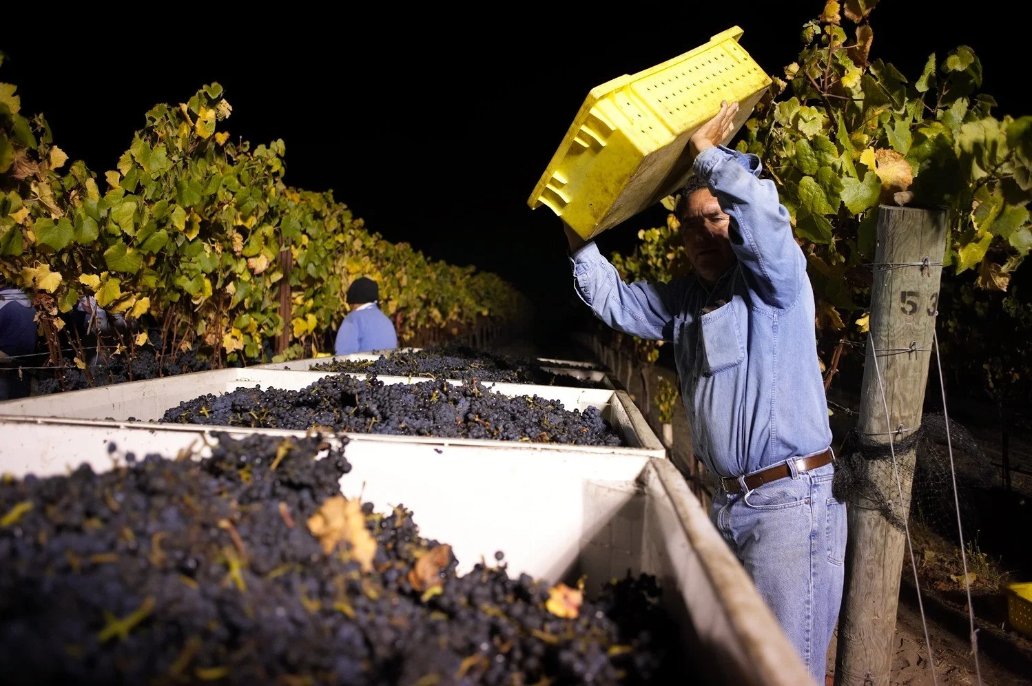 Grapes being dumped into bins in the vineyard at night