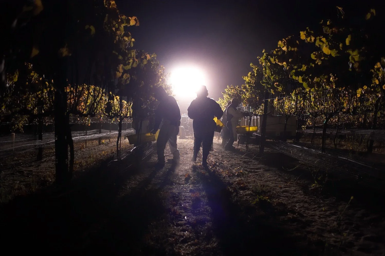 Workers picking in the vineyard at night, backlit by a spotlight.