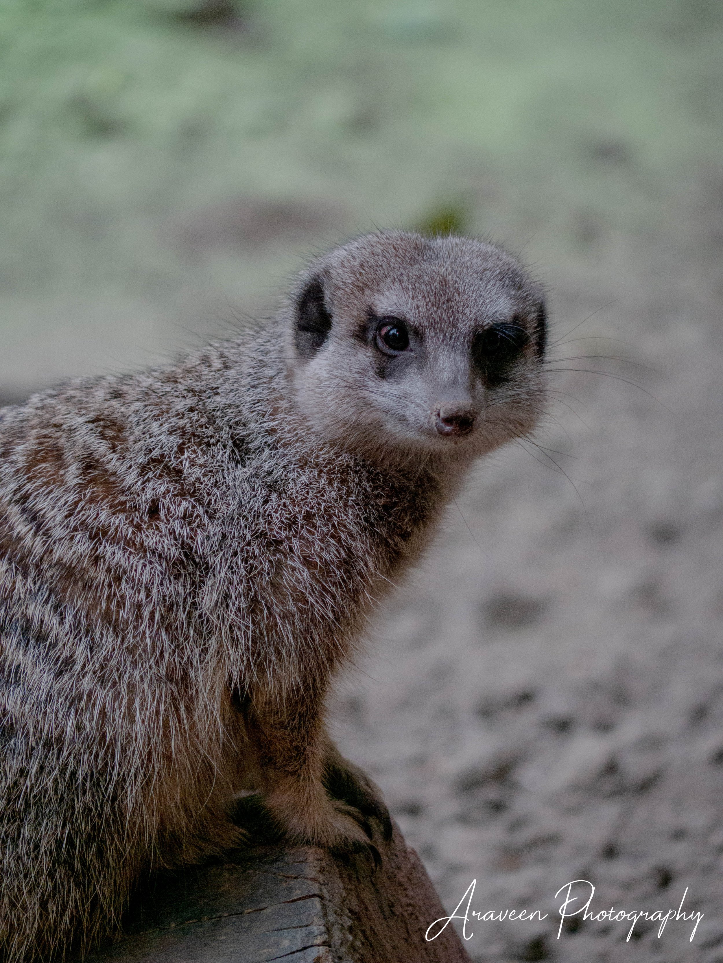 Meerkat 9 W .jpg