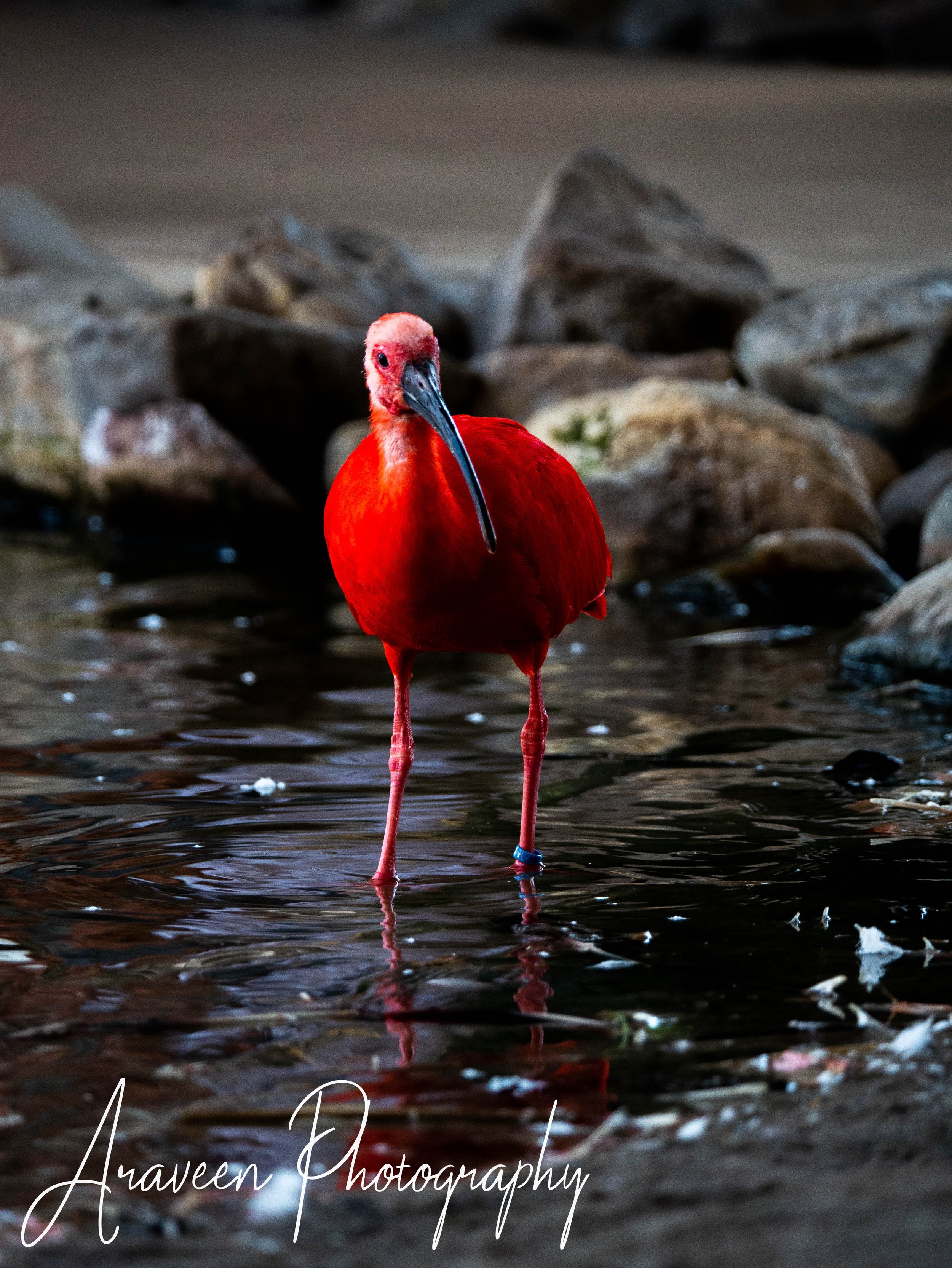 Ibis bird