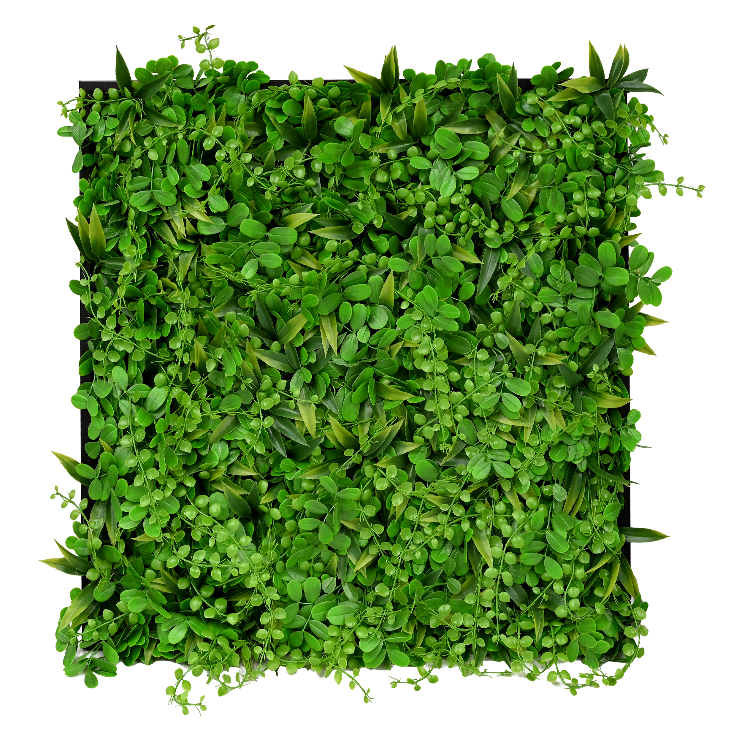 Button Fern.png
