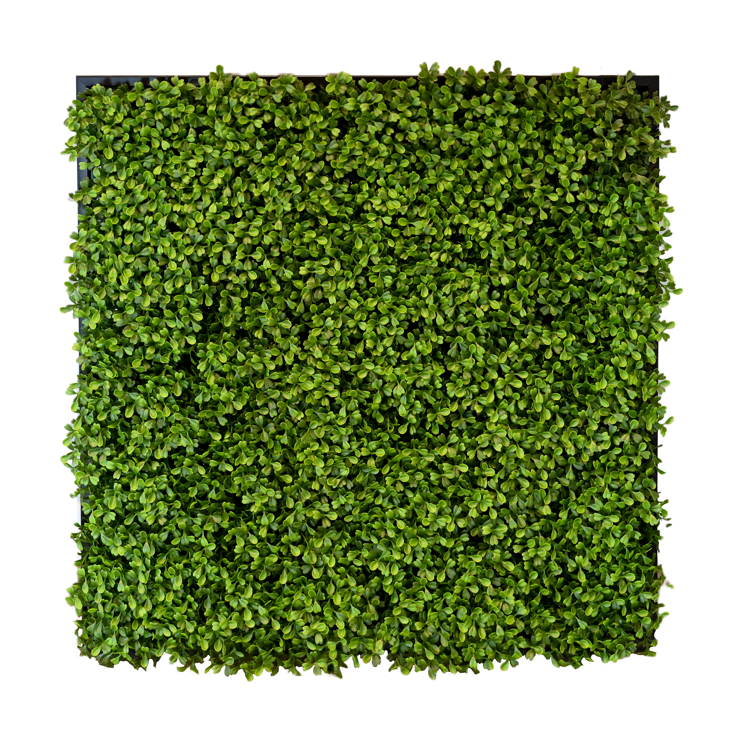 Foliage.png