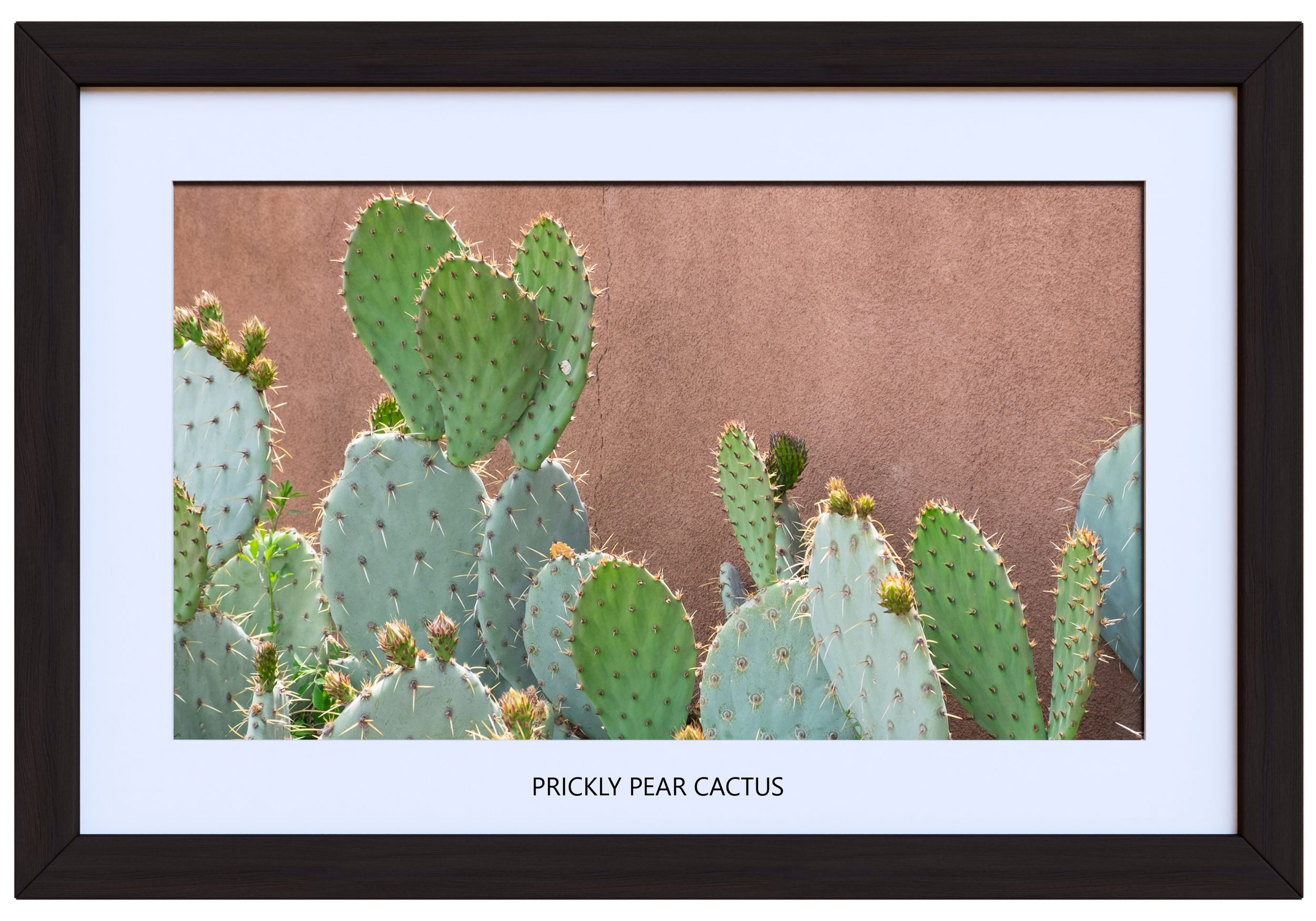 Prickly Pear Cactus 40 x 28 (with image title).png
