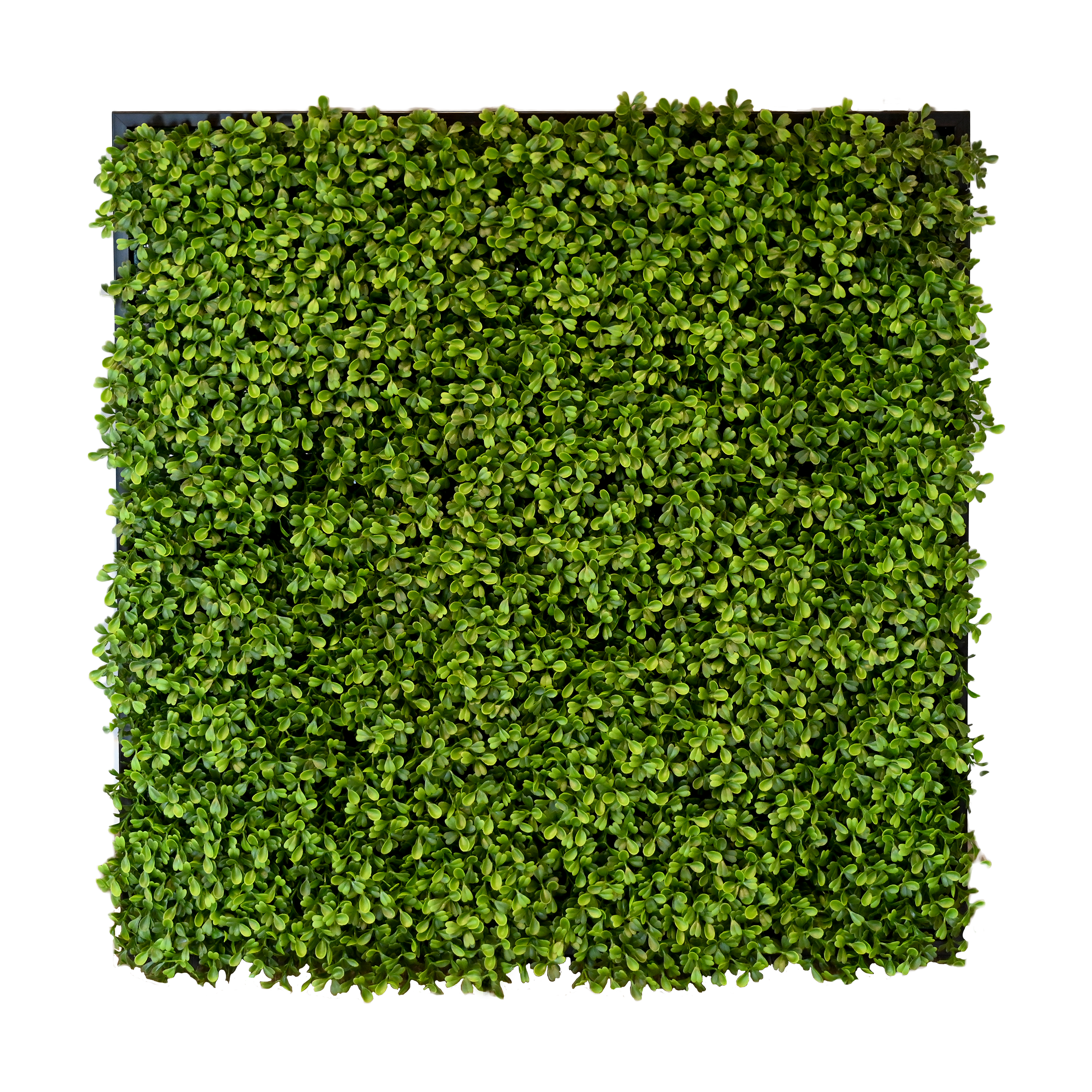 Foliage.png