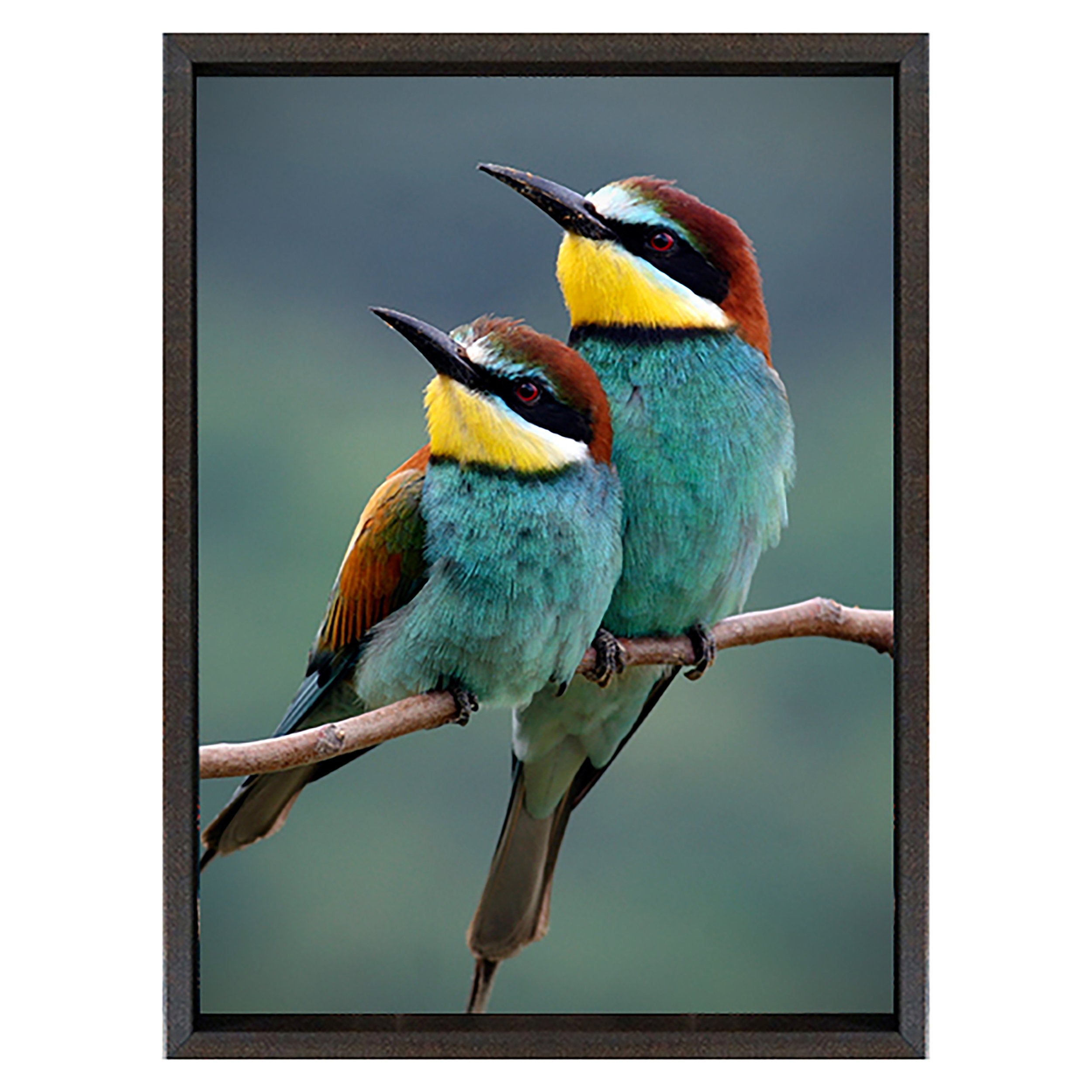 AA-Birds.jpg