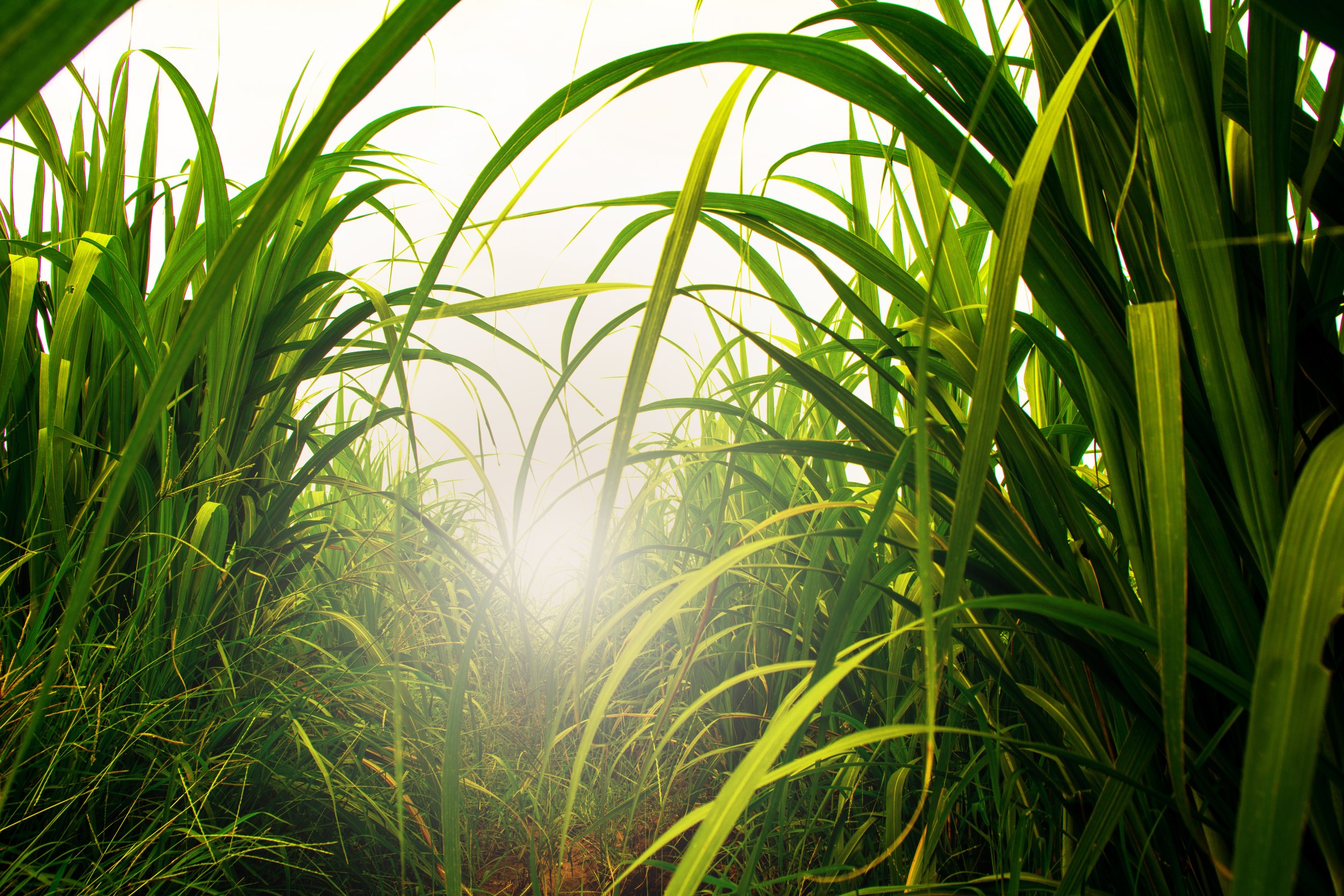 India’s Sugar Scarcity Sets Up a Difficult Choice Between Food and Fuel