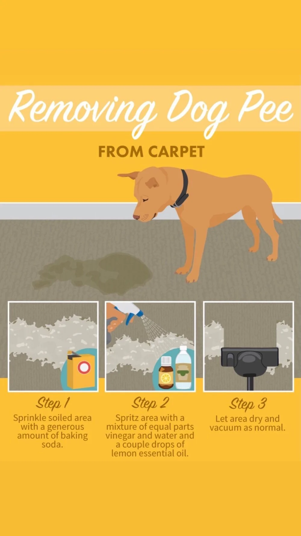 How to Remove Dog Pee from Carpet - Tip of the Day