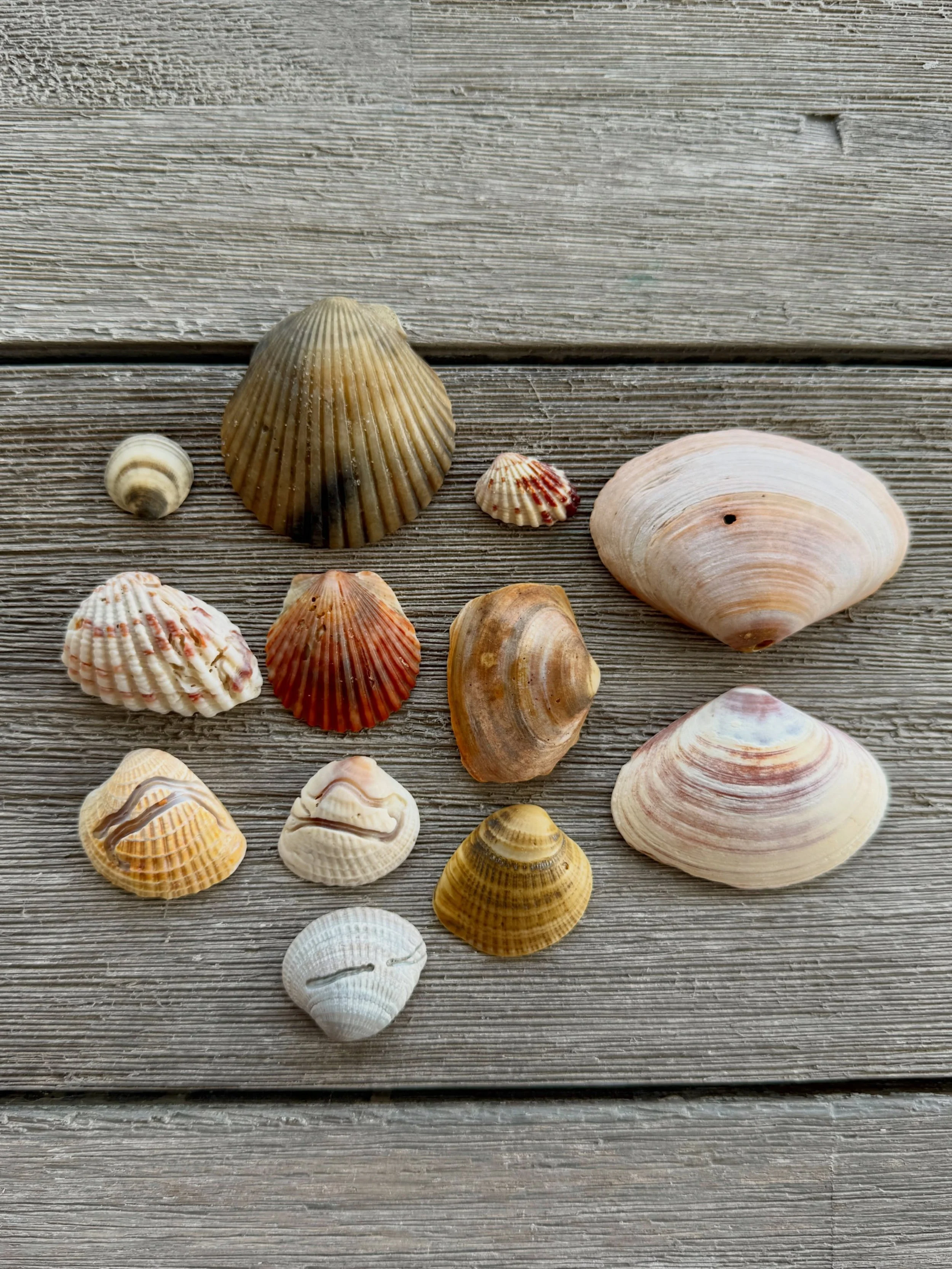 A few things collected 🐚