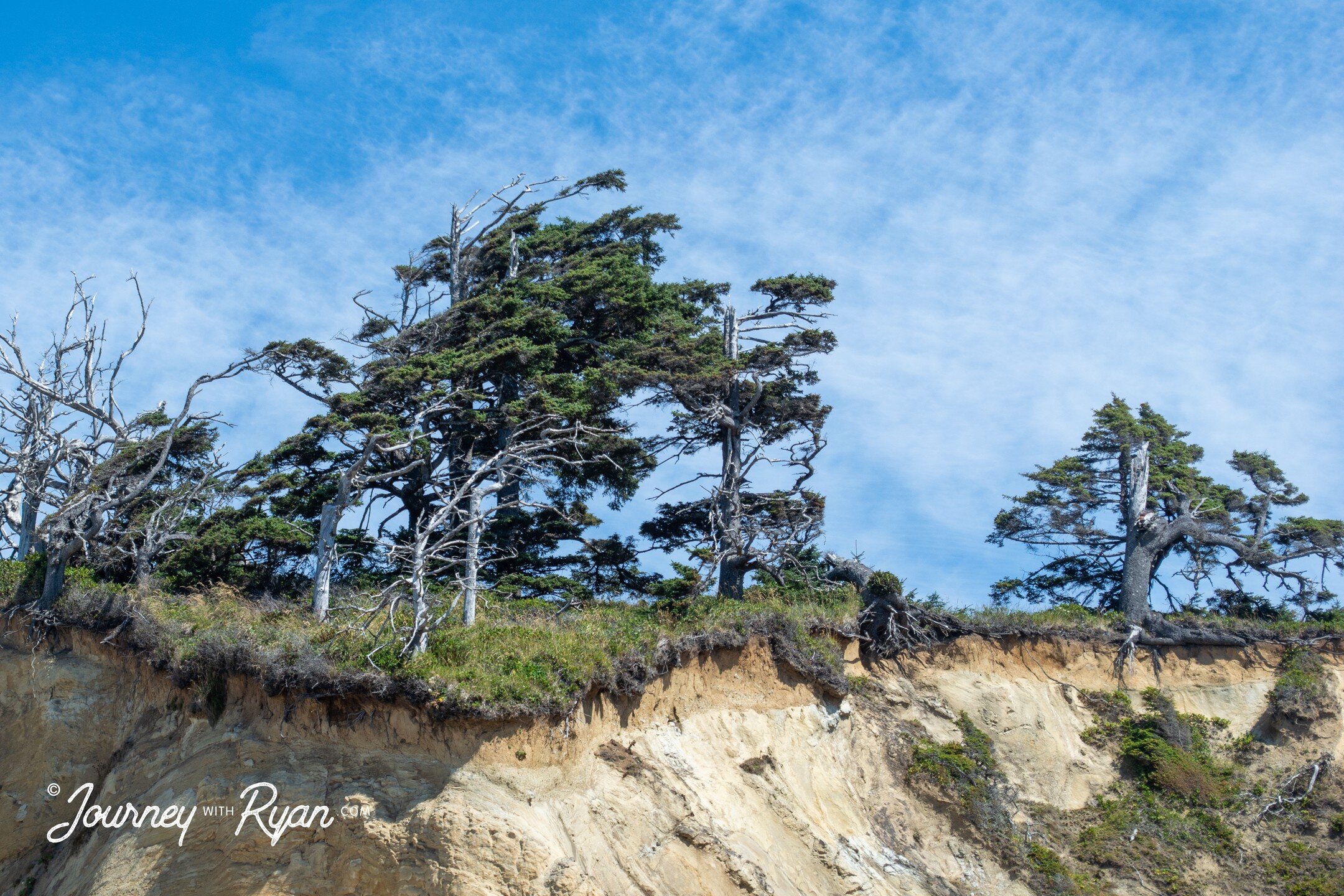 Windswept 🌲
.
The relentless coastal wind shapes the trees at its whim.
.
Shot on the Oregon Coast
.
📷 #nikond5200
.
#journeywithryan #oregon #astoria #astoriaoregon #oregoncoast #thegoonies #pacificocean #oregonbeach #pnw #pnwcoast #pnwbeach #wind