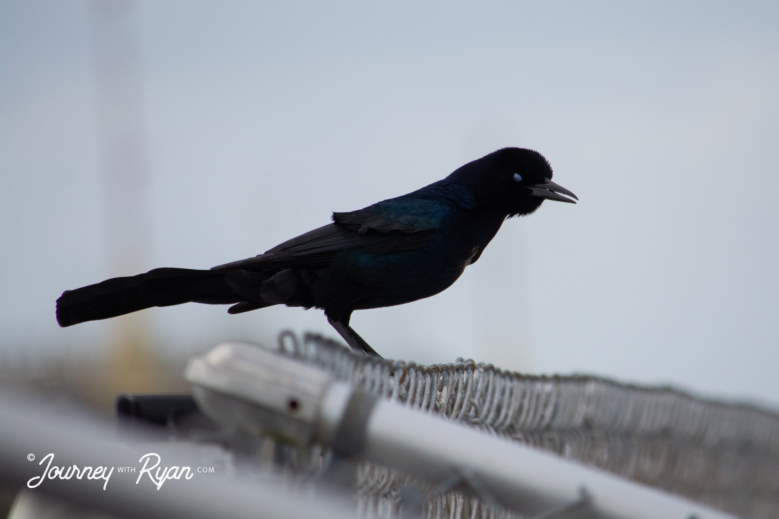 DSC_0635.jpg