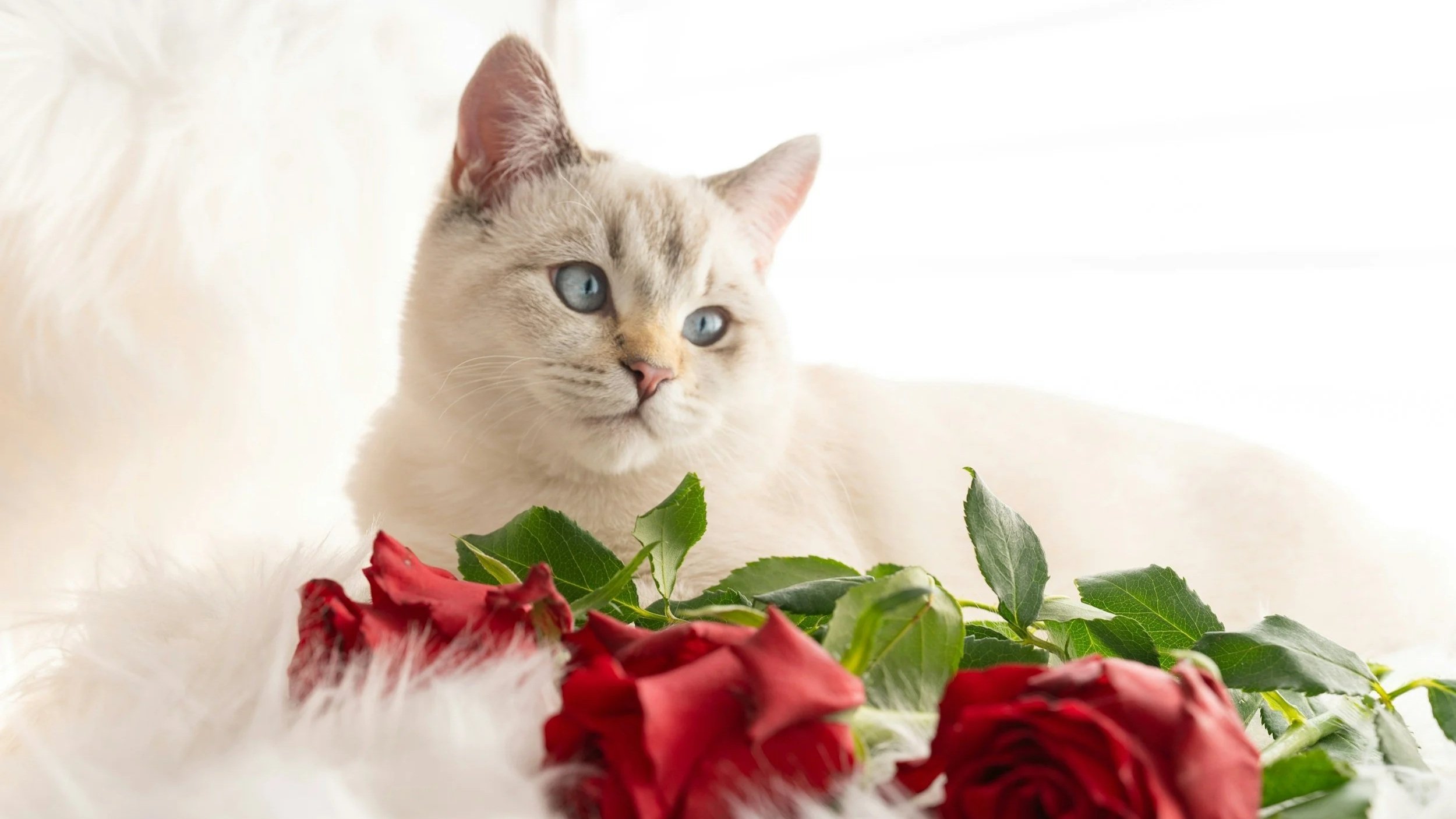 How Do I Handle the Pressure to Be Happy on Valentine’s Day While Grieving a Pet?