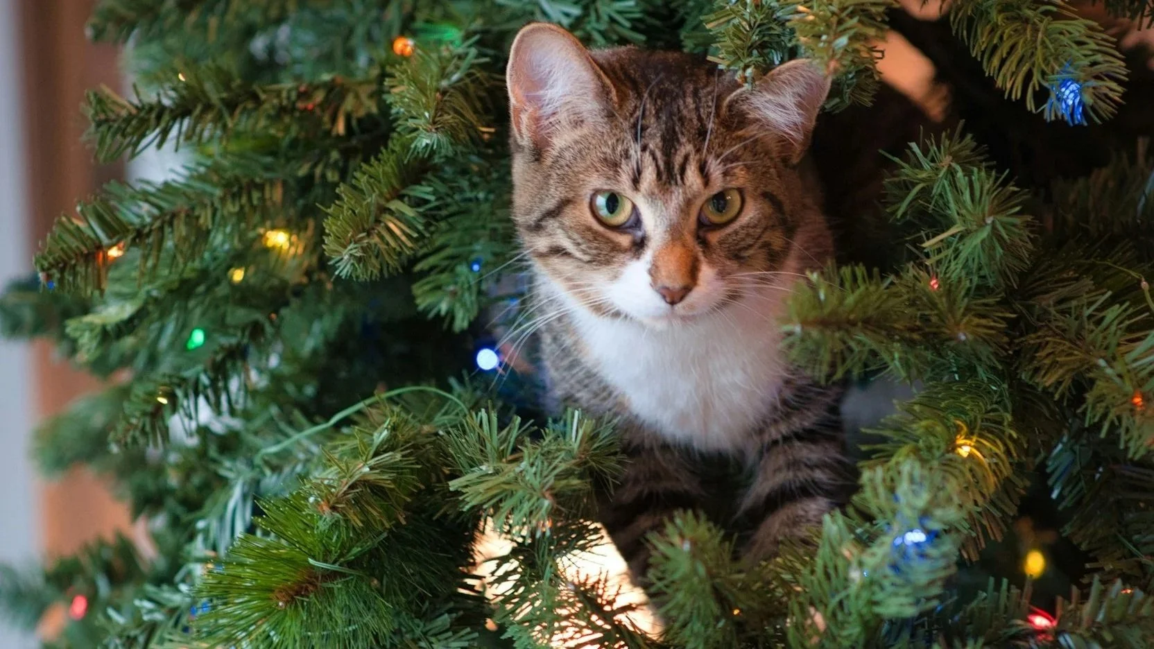 Cats and Christmas Trees: Holiday Hazards to Watch For