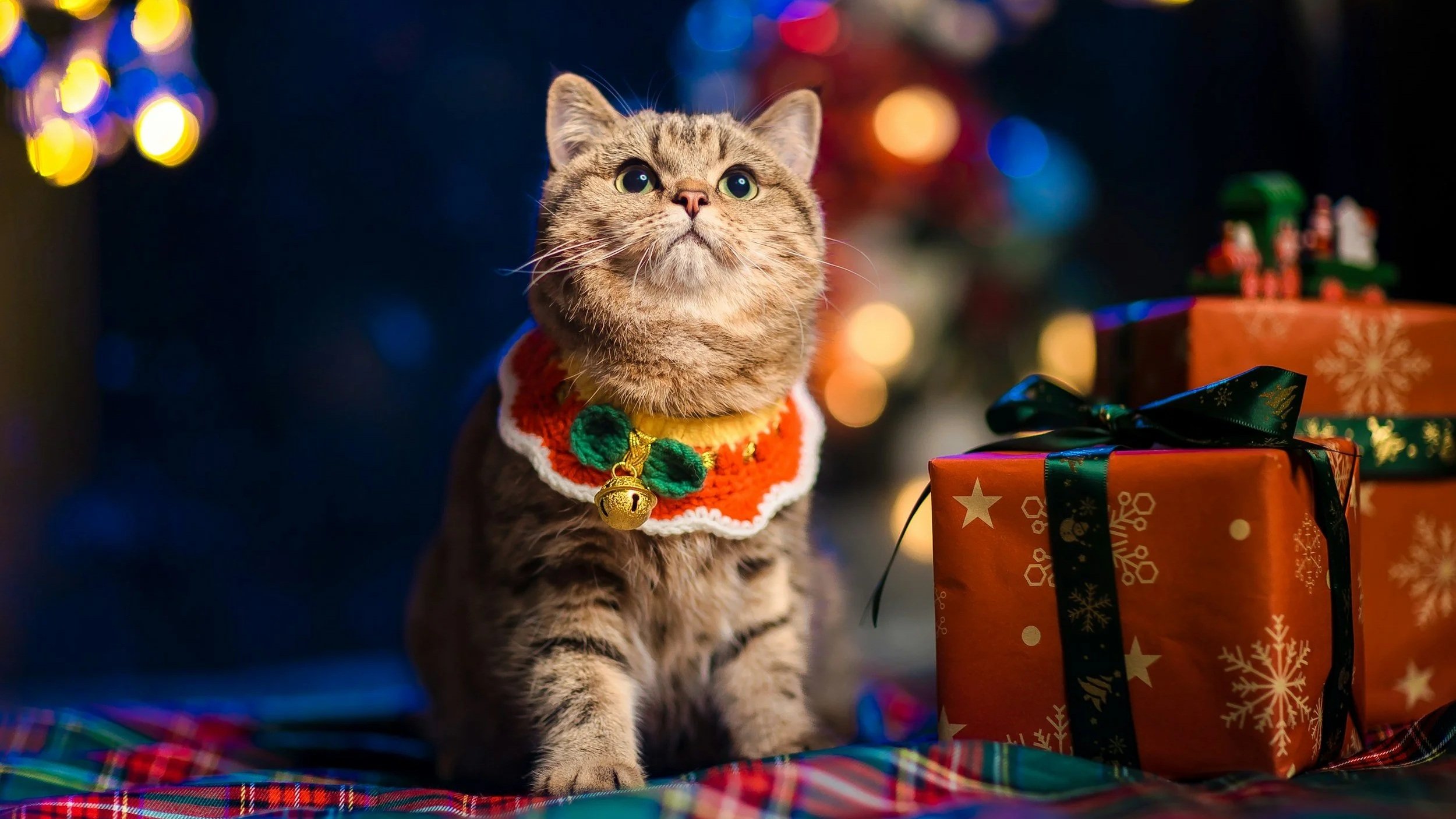 Best Cat Christmas Gifts 2025: Presents Your Feline Will Actually Use